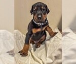 Small Photo #3 Doberman Pinscher Puppy For Sale in VERMILION, OH, USA