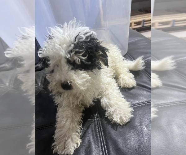 Medium Photo #9 Bernedoodle (Miniature) Puppy For Sale in DURHAM, CT, USA