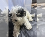 Small Photo #9 Bernedoodle (Miniature) Puppy For Sale in DURHAM, CT, USA