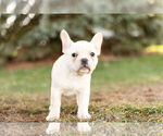 Small Photo #2 French Bulldog Puppy For Sale in WARSAW, IN, USA