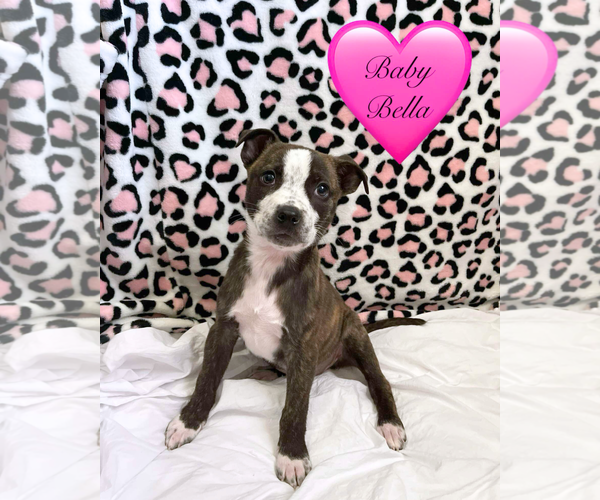 Medium Photo #22 American Staffordshire Terrier-German Shepherd Dog Mix Puppy For Sale in McDonough, GA, USA