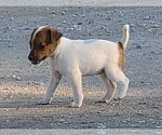 Puppy Mamie Jack Russell Terrier