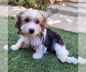 Yorkipoo Puppy for sale in LAKESIDE, CA, USA