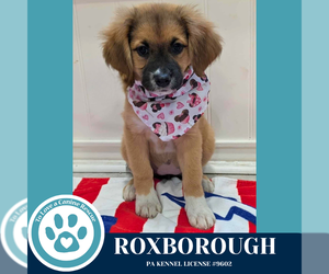 Australian Shepherd-Unknown Mix Dogs for adoption in Kimberton, PA, USA