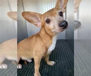 Chihuahua Dogs for adoption in Corpus Christi, TX, USA