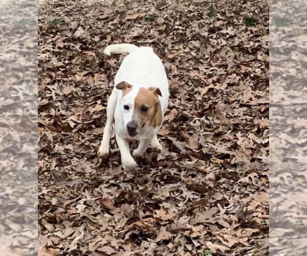 Medium Photo #2 Mutt Puppy For Sale in Harrison, AR, USA