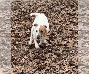 Colleen - Female Mutt Dog for Adoption - Photo #2