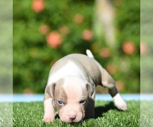American Bully Puppy for sale in DELTONA, FL, USA