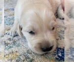 Small Photo #3 Golden Retriever Puppy For Sale in FAIR OAKS, CA, USA
