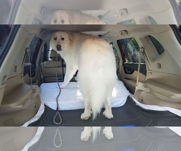 Medium Photo #18 Great Pyrenees Puppy For Sale in Houston, TX, USA