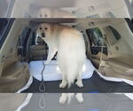 Small #17 Great Pyrenees