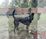 Small #1 Mutt