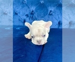 Small Photo #51 French Bulldog Puppy For Sale in CHARLOTTE, NC, USA