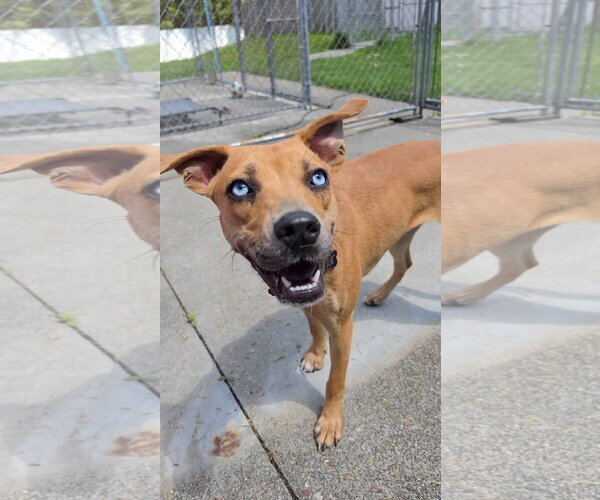Medium Photo #3 Mountain Cur-Unknown Mix Puppy For Sale in Rockaway, NJ, USA