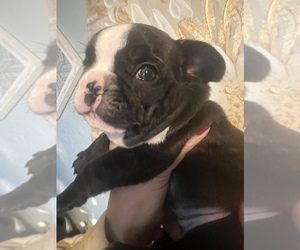 French Bulldog Puppy for sale in DRY RIDGE, KY, USA