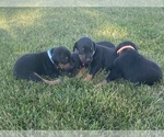 Small Photo #4 Doberman Pinscher Puppy For Sale in JACKSON CENTER, OH, USA