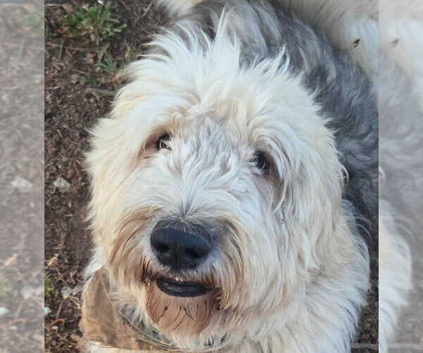 Medium Photo #1 Old English Sheepdog Puppy For Sale in Canton, CT, USA