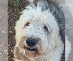 Small Old English Sheepdog