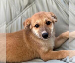 Labrador Retriever-Unknown Mix Dogs for adoption in San Diego, CA, USA