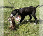 Small #2 Mutt