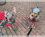 Small Photo #4 American Pit Bull Terrier Puppy For Sale in Alexandria, VA, USA