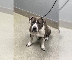 Mutt Dogs for adoption in Las Vegas, NV, USA