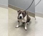 Small Mutt