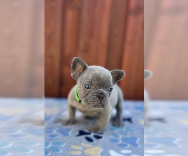 Medium Photo #3 French Bulldog Puppy For Sale in SACRAMENTO, CA, USA
