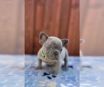 Small #2 French Bulldog
