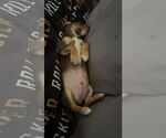 Small #1 Rat Terrier Mix