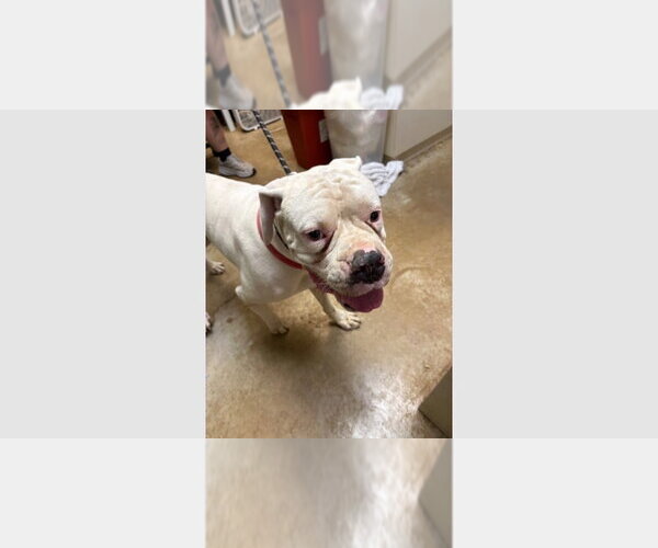 Medium Photo #2 Boxer Puppy For Sale in Austin, TX, USA