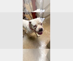Jankee - Male Boxer Dog for Adoption - Photo #2