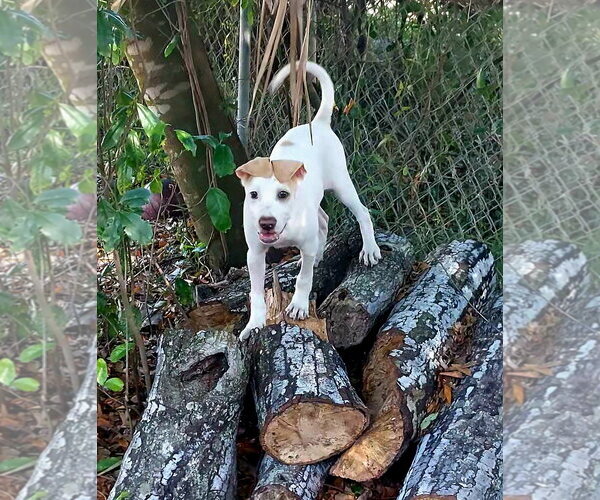Medium Photo #4 Catahoula Bulldog Puppy For Sale in Sanford, FL, USA