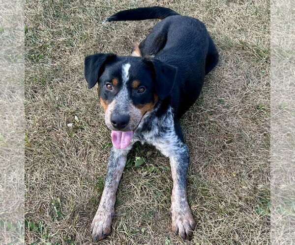 Medium Photo #1 Beagle-Unknown Mix Puppy For Sale in Batavia, OH, USA