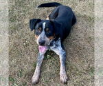 Small Beagle Mix