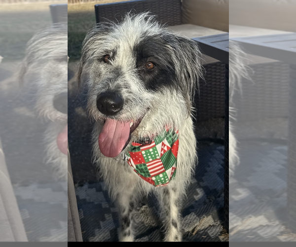 Medium Photo #1 Dalmatian-Old English Sheepdog Mix Puppy For Sale in Fort Worth, TX, USA