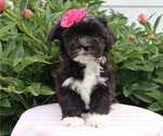 Small Photo #4 Zuchon Puppy For Sale in THORP, WI, USA