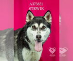 STEWIE - Female Siberian Husky Dog for Adoption - Small photo