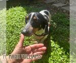 Small #12 Dachshund