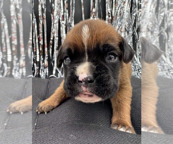 Medium Photo #9 Boxer Puppy For Sale in PAWNEE CITY, NE, USA