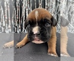 Small #8 Boxer
