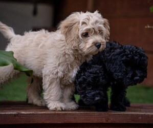 Cocker Spaniel-Poodle (Miniature) Mix Puppy for sale in RICHMOND, CA, USA