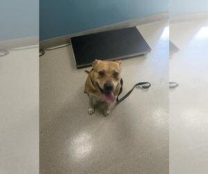 American Staffordshire Terrier Dogs for adoption in Newton, NC, USA