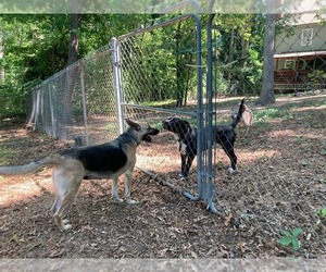 Harley (Planet mama) - Female German Shepherd Dog Dog for Adoption - Photo #3