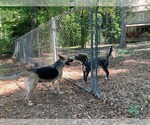 Small #2 German Shepherd Dog
