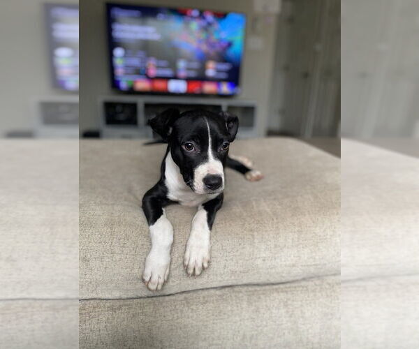 Medium Photo #6 American Staffordshire Terrier-Unknown Mix Puppy For Sale in Lakewood, CO, USA