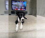 Small #5 American Staffordshire Terrier Mix