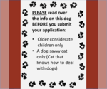 Small #3 American Pit Bull Terrier Mix