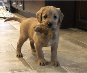 Labrador Retriever-Poogle Mix Puppy for sale in CREIGHTON, NE, USA