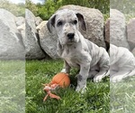 Small #1 Great Dane